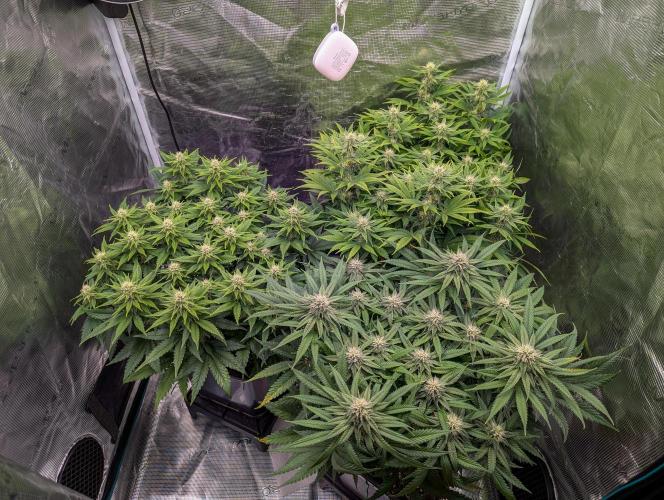 Bubblegum XL. Week 8 - Mitte Woche 8