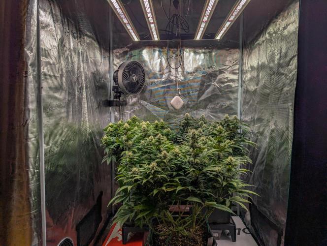 Bubblegum XL. Week 9 - Anfang Woche 9