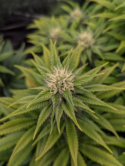 Pink Mist. Week 9
