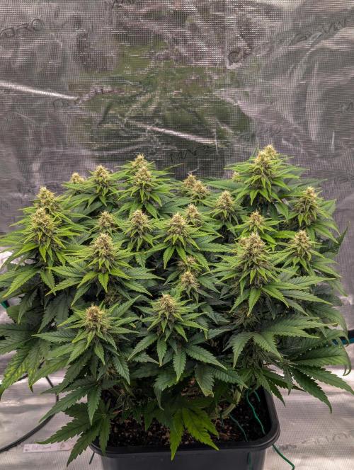 Bubblegum XL. Week 9 - Mitte Woche 9