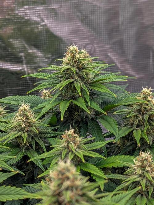 Bubblegum XL. Week 9 - Mitte Woche 9