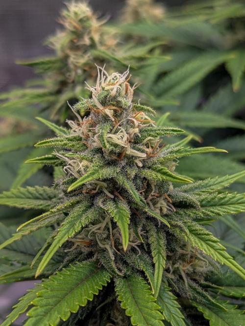 Bubblegum XL. Week 9 - Mitte Woche 9