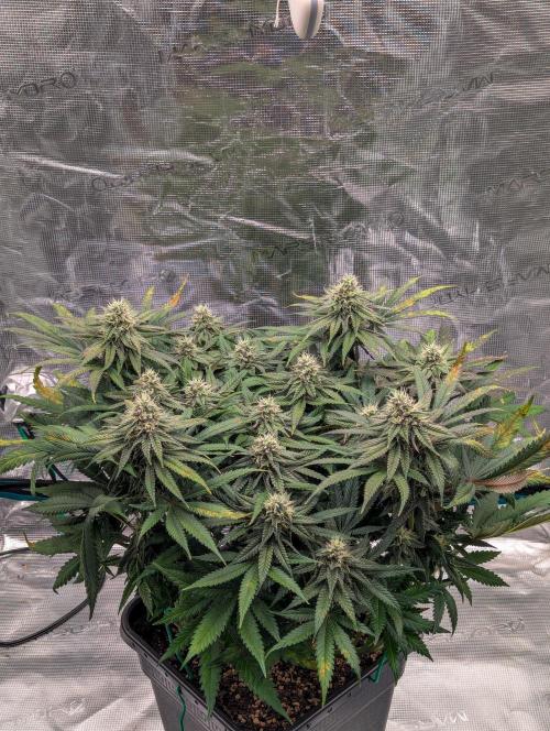 Pink Mist. Week 9 - Mitte Woche 9
Indica Phäno