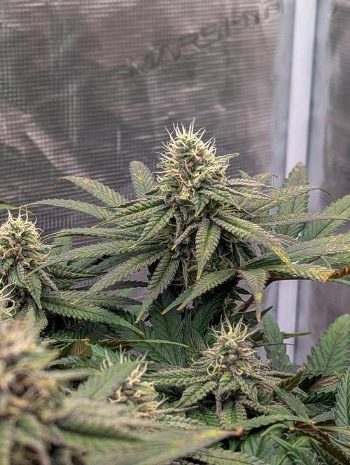 Pink Mist. Week 9 - Mitte Woche 9
Indica Phäno 
