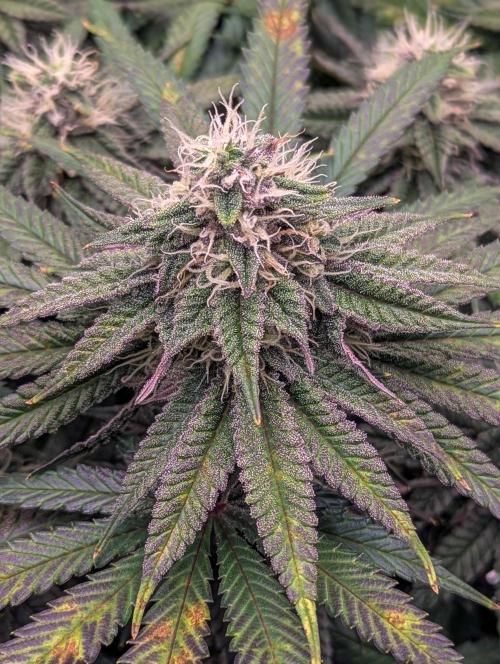 Pink Mist. Week 9 - Mitte Woche 9 
Indica Phäno 