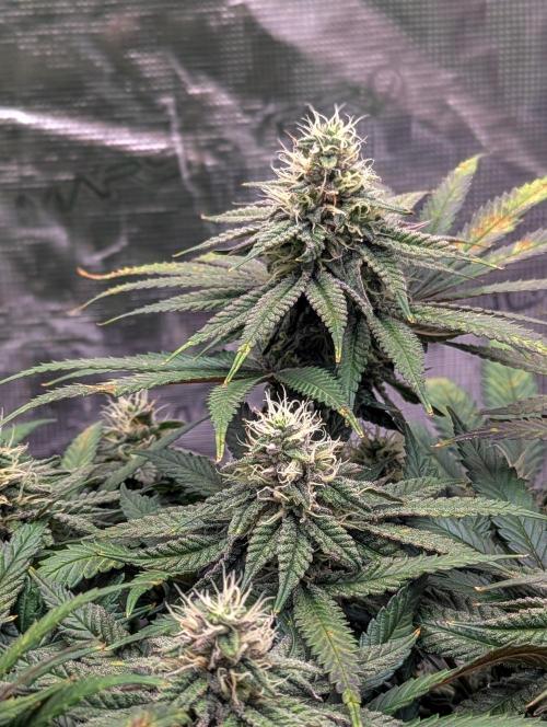Pink Mist. Week 9 - Mitte Woche 9 
Indica Phäno 