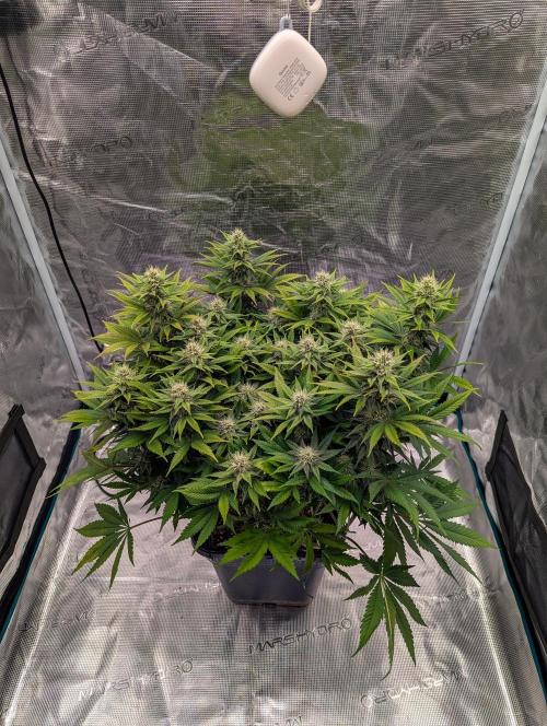 Pink Mist. Week 9 - Mitte Woche 9
Sativa Phäno