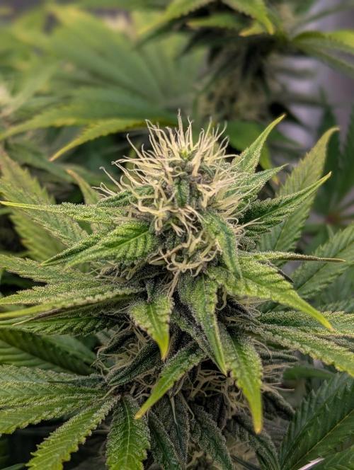 Pink Mist. Week 9 - Mitte Woche 9
Sativa Phäno