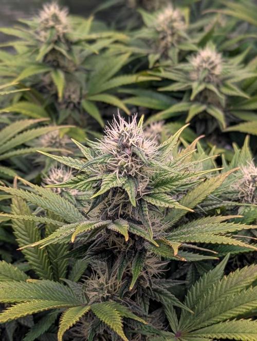 Pink Mist. Week 9