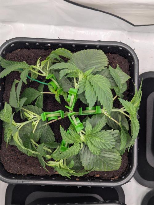 The Tropical Ice Cream One SSSC Contest. Week 3 - Anfang Woche 3
