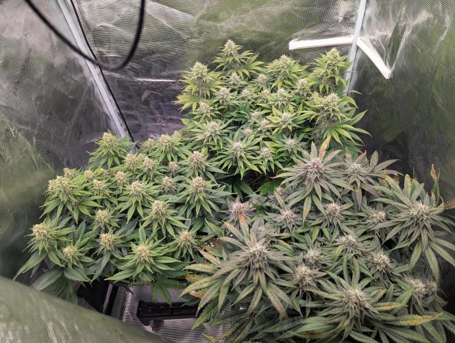 Pink Mist. Week 10