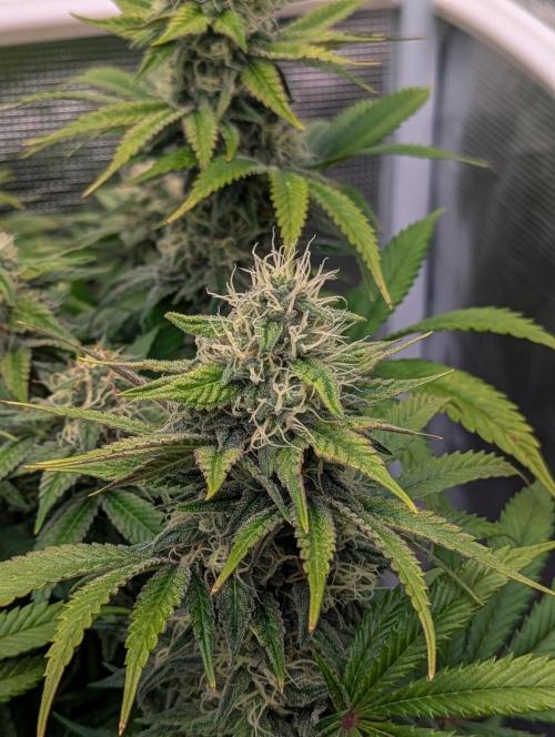 Pink Mist. Week 10 - Mitte Woche 10
Sativa Phäno 