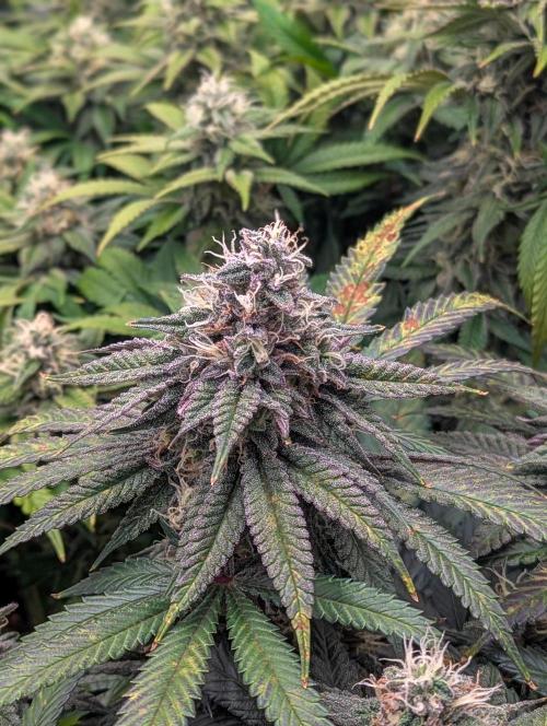 Pink Mist. Week 10