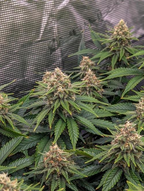 Bubblegum XL. Week 10 - Mitte Woche 10