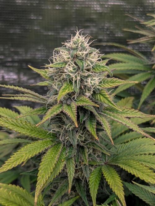 Pink Mist. Week 10 - Ende Woche 10
Sativa Phäno 