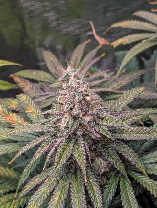 Pink Mist. Week 10 - Ende Woche 10
Indica Phäno 