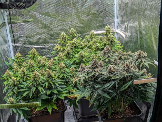 Pink Mist. Week 10