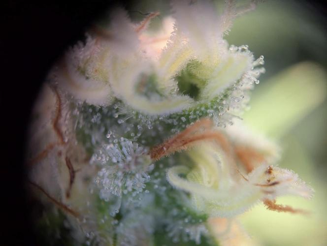 Bubblegum XL. Week 11 - Trichom Bilder Anfang Woche 11