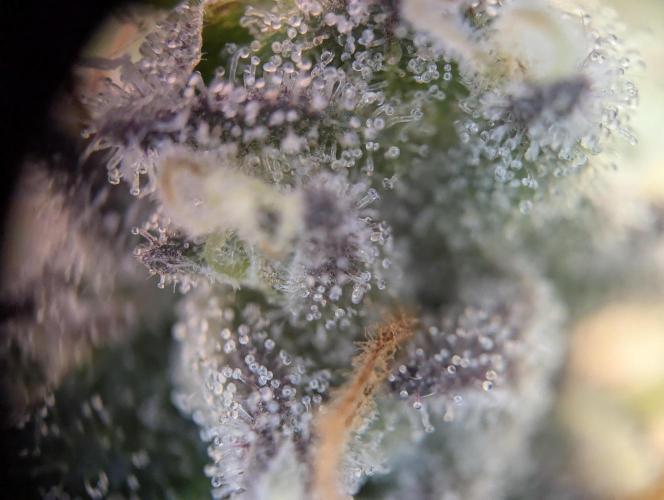Pink Mist. Week 11
