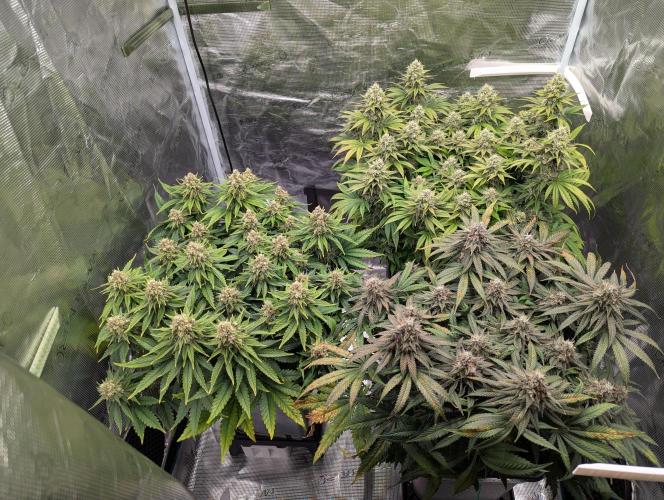Pink Mist. Week 11