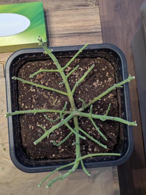 Bubblegum XL. Week 12 - Ernte
