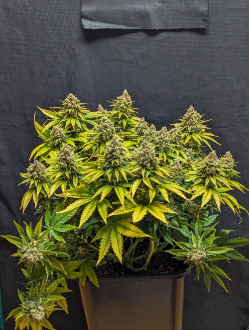 Bubblegum XL. Week 12 - Erntezeit 
