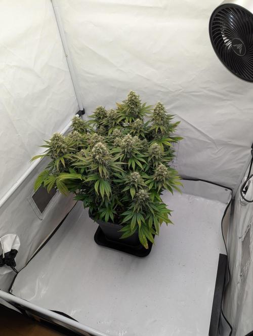Pink Mist. Week 12