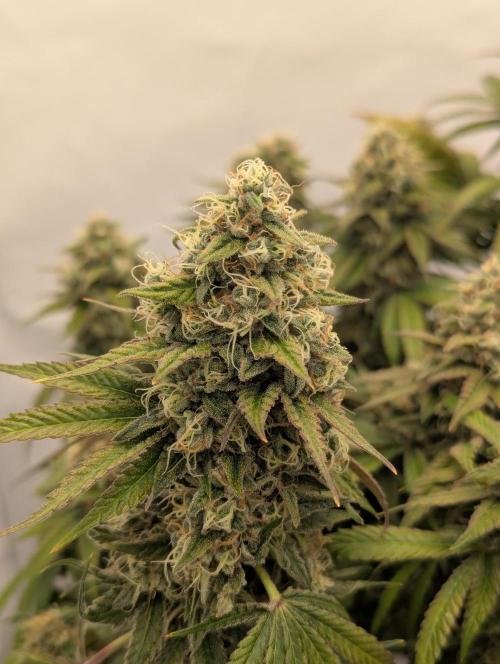 Pink Mist. Week 12