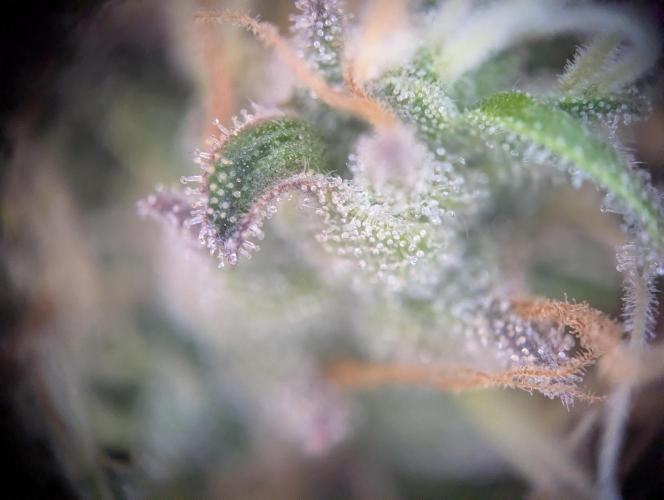 Pink Mist. Week 12 - Trichome Ende Woche 12