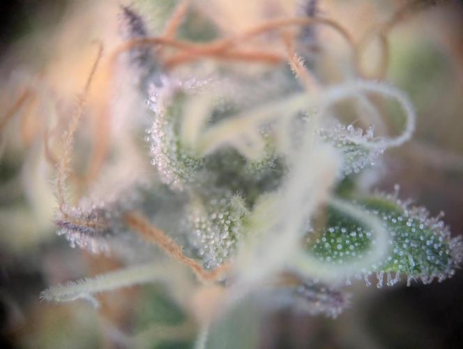 Pink Mist. Week 12 - Trichome Ende Woche 12