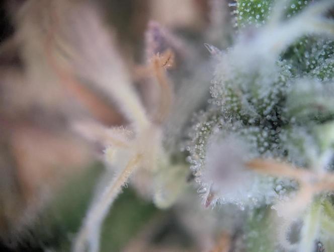 Pink Mist. Week 12 - Trichome Ende Woche 12