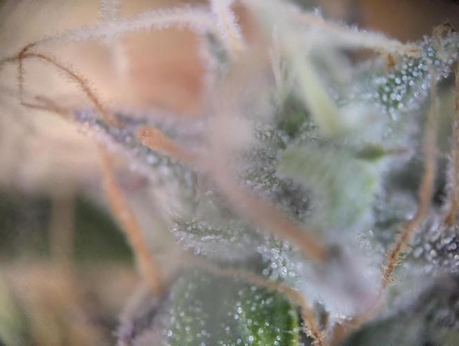 Pink Mist. Week 12