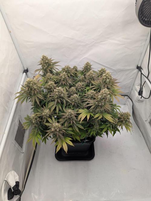 Pink Mist. Week 13