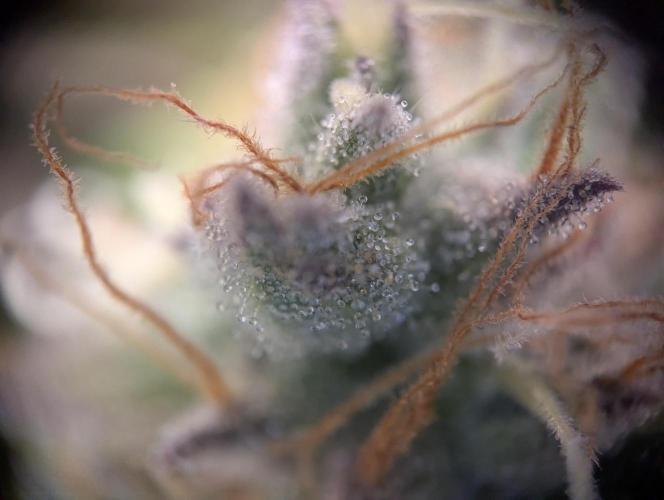 Pink Mist. Week 13
