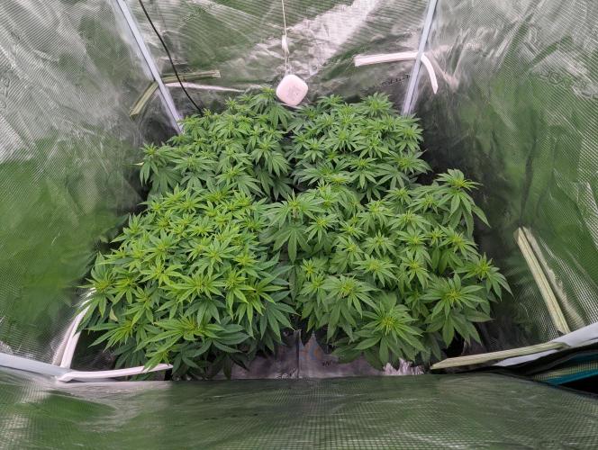 The Tropical Ice Cream One . Week 7