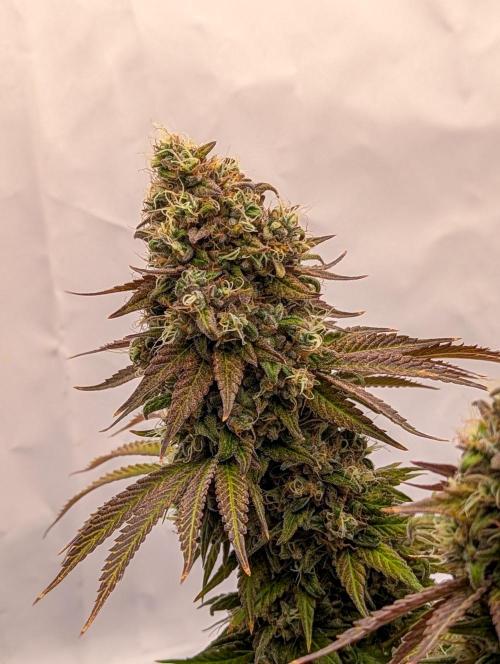 Pink Mist. Week 13