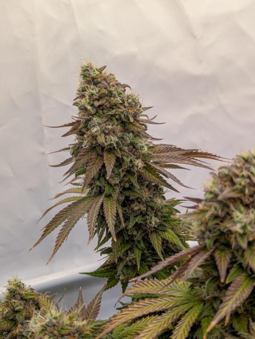Pink Mist. Week 13