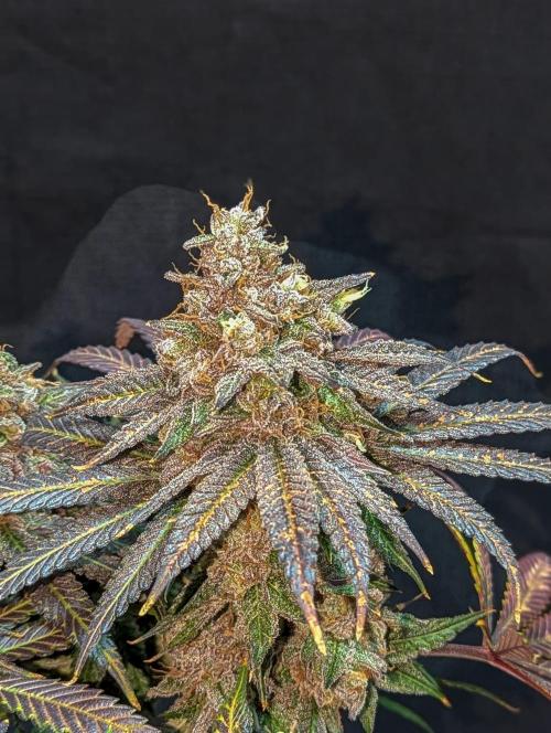 Pink Mist. Week 14