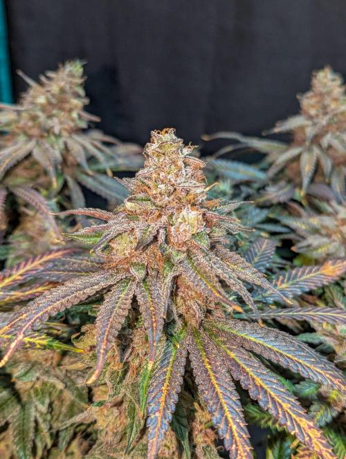 Pink Mist. Week 14