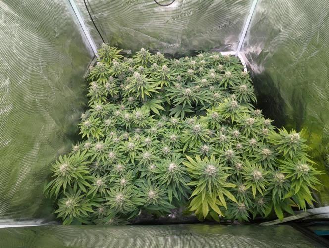 The Tropical Ice Cream One . Week 10