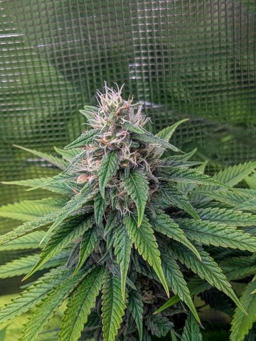 The Tropical Ice Cream One . Week 11