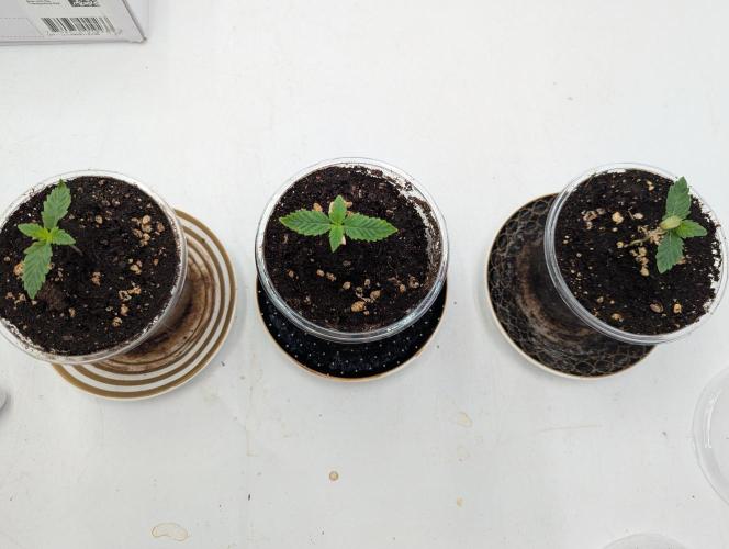 F032 The Blue Zushi Hybrid (Test Strain). Week 0