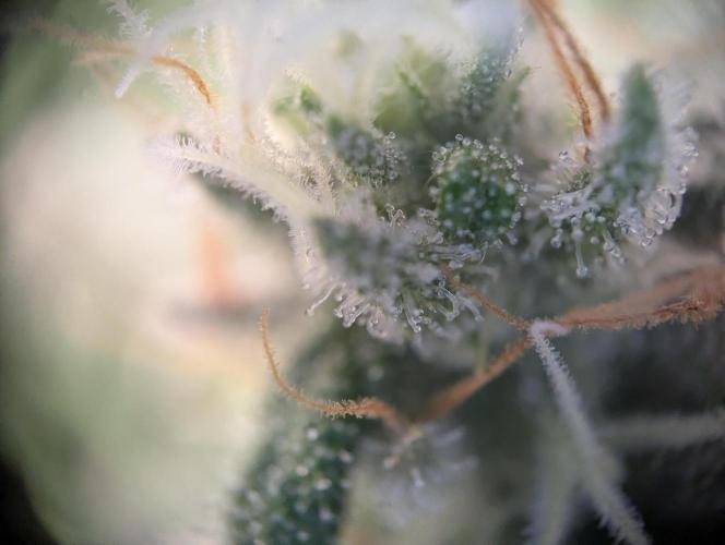 The Tropical Ice Cream One SSSC Contest. Week 12 - Anfang Woche 12 Trichome