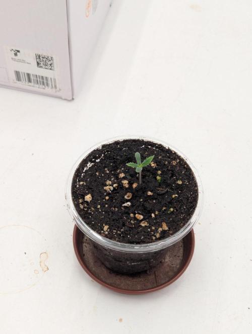 CBD Mazar. Week 0