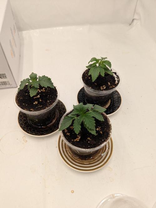 F032 The Blue Zushi Hybrid (Test Strain). Week 1 - Anfang Woche 1