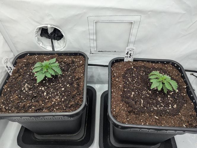 F032 The Blue Zushi Hybrid (Test Strain). Week 1 - Mitte Woche 1