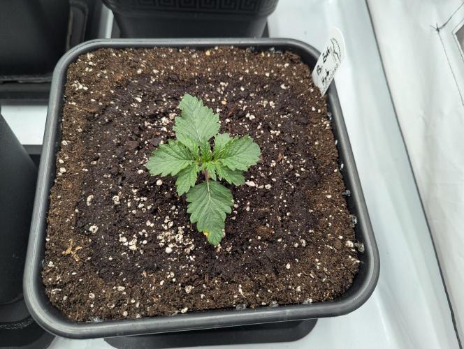 F032 The Blue Zushi Hybrid (Test Strain). Week 1 - Mitte Woche 1