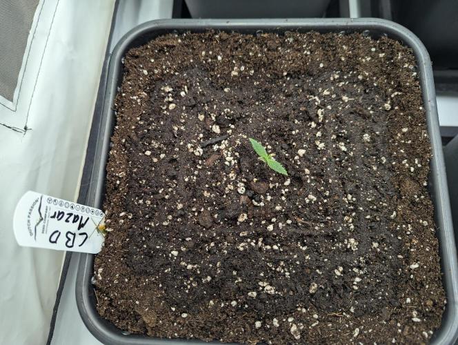 CBD Mazar. Week 1