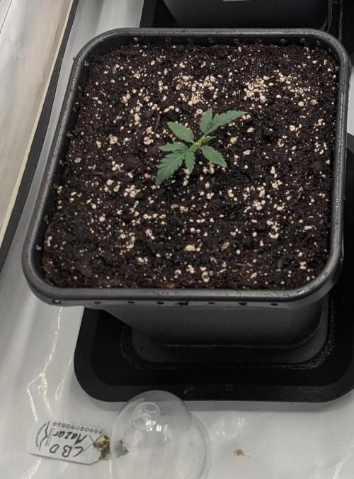 CBD Mazar. Week 1