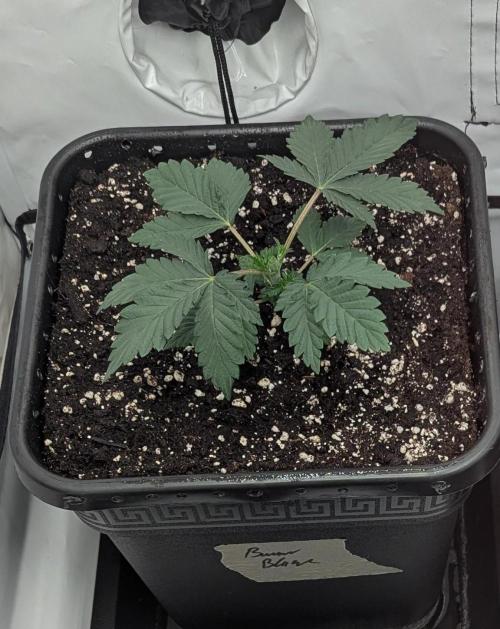 F032 The Blue Zushi Hybrid (Test Strain). Week 2 - Anfang Woche 2